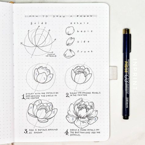 Aska | Bullet Journal on Instagram: “Finally uploaded the peony tutorial video on my YT, I hope you guys will like it🙂 Link on my stories! . #howtodraw #peonies #stepbystep . .…” Peony Drawing Tutorial, Peony Tutorial, Peony Drawing, How To Draw Flowers, Botanical Line Drawing, Creating A Bullet Journal, Flower Drawing Tutorials, Art Advice, Hope You