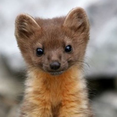 Baby Wolverine, Wolverine Animal, Pine Marten, Majestic Animals, Cute Animal Photos, Cute Animal Pictures, Woodland Creatures, Animal Photo, Animals Friends