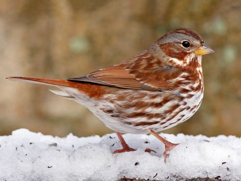 Fox Sparrow, Song Sparrow, World Birds, Cascade Mountains, Forest Park, Backyard Birds, All Birds, Bird Species, Top Photo