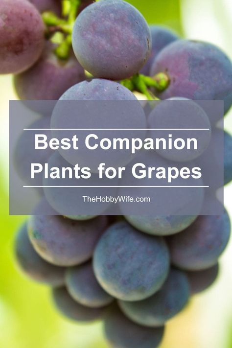 companion plants for grapes How To Care For Grape Vines, Grape Companion Plants, Edible Perennials, Tomato Companion Plants, Grape Vine Plant, Edible Wild Mushrooms, Best Companion Plants, Espalier Fruit Trees, Grape Vineyard