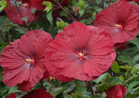 Keeping Hardy Hibiscus Over the Winter | Blog | GrowJoy. GrowJoy, Inc How To Over Winter Hibiscus, Hibiscus Plant Care Winter, Hardy Hibiscus Perennials, Hardy Hibiscus Care, Winterizing Plants, Potted Hibiscus, Hibiscus Plant Care, Hardy Hibiscus Plant, Hibiscus Bush