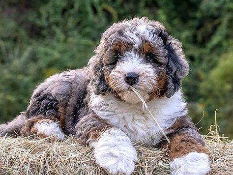 Bernedoodle Info | Boxwood Doodles Merle Bernedoodle Full Grown, Mini Bernedoodle Full Grown, Bernedoodle Full Grown, Bernese Mountain Dog Poodle, Mini Bernedoodle, Bernedoodle Puppy, Puppy Coats, Doodle Puppy, Lancaster Puppies