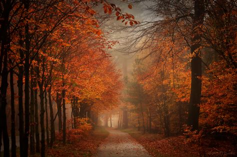 Get Lost In Autumn by Nelleke on DeviantArt Fall Ipad Wallpaper Aesthetic Horizontal, Fall Landscape Photography, Leaf Peeping, Cute Laptop Wallpaper, Ipad Wallpapers, Phone Aesthetic, Fall Theme, Autumn Nature, Autumn Scenery