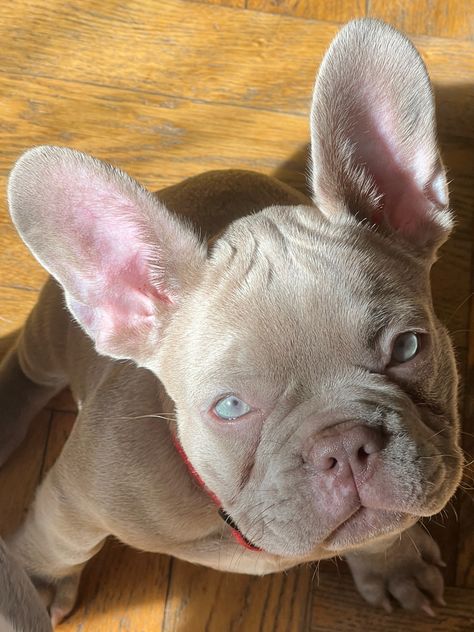 Red Fawn French Bulldog, British Bulldog Puppies, Frenchton Puppies, Fluffy French Bulldog, Wrinkly Dog, Bulldog French, Frenchie Dog, Dog Mommy, Very Cute Puppies