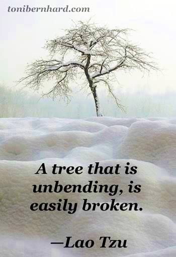 "A tree that is unbending is easily broken." ~~Lao Tzu ★ (Yes, it's all about being flexible, open-minded, flowing with what is...) Lao Tzu Quotes, Tao Te Ching, Lao Tzu, Taos, Quotable Quotes, Famous Quotes, Great Quotes, Wisdom Quotes, A Tree