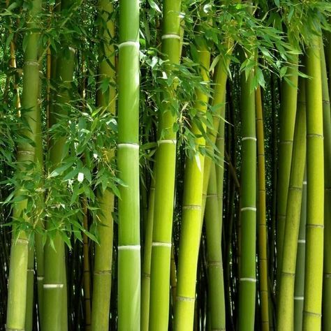 PRICES MAY VARY. FUN AND SIMPLE: Giant Bamboo is a favorite in the garden or outdoors because of its unique appearance and fast-growing properties! Fast Growing: The fastest growing bamboo for quick privacy or wind protection! Germination tips: Giant Bamboo likes to grow in high temperature, above 80 degrees is the best. Let your sink water be as warm as possible, then fill the cup halfway. Put the seeds in this water and let them soak for up to 24 hours. Then plant in soil. Giant Green Bamboo l Bamboo Privacy Screen, Giant Bamboo, Bamboo Seeds, Growing Bamboo, Bamboo Privacy, Bamboo Stalks, Carbon Sequestration, Bamboo Canes, Rose Seeds