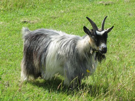 Pygmy goats: an introduction Pigmy Goats Full Grown, Norway Animals, Pygora Goats, Big Dog House, Miniature Goats, Pygmy Goats, Mini Goats, Pom Dog, Pygmy Goat