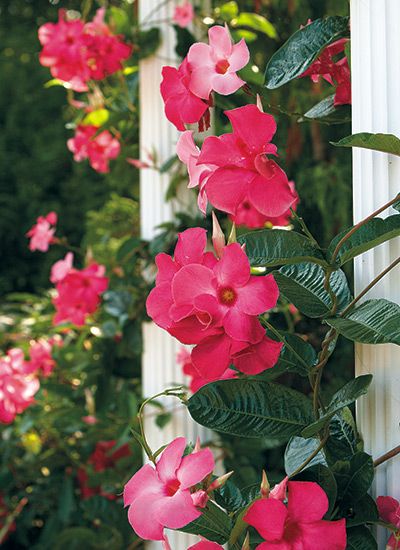 Climbing Flowers Trellis, Climbing Flowering Vines, Grow Vertically, Mandevilla Vine, Fast Growing Vines, Flower Trellis, Climbing Flowers, Growing Vines, Garden Vines