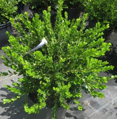 ‘Wintergreen’ little leaf boxwood | CAROLYN'S SHADE GARDENS Shrubs For Shade, Wintergreen Boxwood, Buxus Microphylla, Plants For Shade, Winter Jasmine, Box Wood Shrub, Shade Shrubs, Flowering Quince, Hydrangea Quercifolia