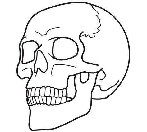 Free Printable Skull Coloring Pages For Kids Easy Skull Drawings, Skull Coloring, Simple Skull, Skull Stencil, Skull Coloring Pages, Skulls Drawing, White Drawing, Pola Sulam, Desenho Tattoo