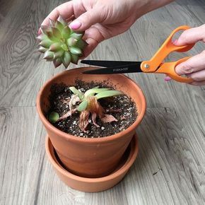 DIY: How To Fix An Ugly Succulent – Brooklyn Craft Company Succulent Garden Diy, Propagating Succulents, Growing Succulents, Succulent Gardening, Succulent Care, Succulent Terrarium, Cactus Y Suculentas, Succulents Diy, Cactus Flower