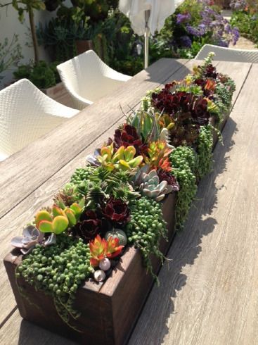 Diy Succulents Centerpiece, Kaktus Dan Sukulen, Succulent Garden Design, Wooden Planter, Succulent Centerpieces, Succulent Garden Diy, Succulent Gardening, Succulents In Containers, Kew Gardens