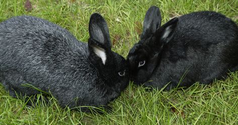 Silver Fox Rabbit Breed Information and Pictures - PetGuide.com Meat Rabbits Breeds, Silver Fox Rabbit, Raising Rabbits For Meat, Meat Rabbits, Rabbit Names, Zoo Photos, Raising Rabbits, Rabbit Breeds, Beautiful Rabbit