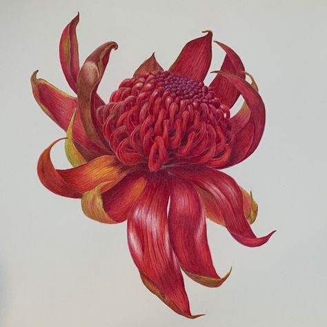 Native Flower Tattoo Australian, Waratah Flower Tattoo, Waratah Flower Drawing, Indigenous Australian Tattoo, Waratah Tattoo, Waratah Drawing, Australian Native Tattoo, Australian Botanical Tattoo, Australian Native Plants Tattoo