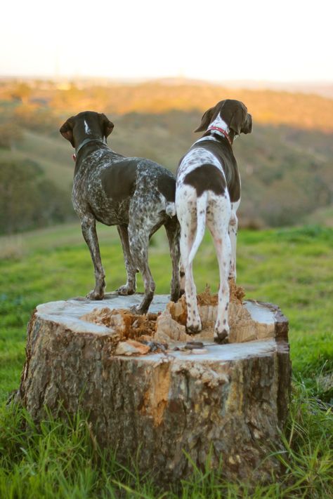 german shorthair pointer buds Dog Pond, Dog Fever, German Shorthair, Pointer Dog, Love My Dog, Bird Dogs, German Shorthaired Pointer, Two Dogs, Down South