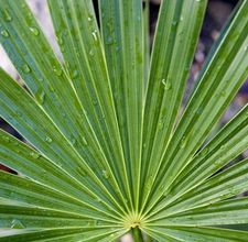 Palm Fronds Indoor Palm Plants, Tree Branch Crafts, Indoor Palm, Make A Christmas Wreath, Christmas Palm Tree, Palm Frond Art, Indoor Palms, Palm Branch, Small Palms