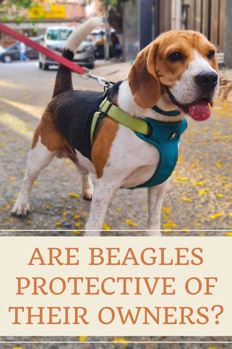 Beagles are one of the most popular dog breeds on Earth for all good reasons. They are known for their friendly and loving personality. They are great with kids as well as other animals. They are amazing companions and adhere to their owners no matter what. But are beagles protective? Healthy Beagle Recipe, Beagle Mix Dogs, Beagle Dog Facts, Baby Beagle, Beagle Dog Full Grown, Best Guard Dogs, Cute Corgi Puppy, Beagle Rescue, Popular Dog Breeds