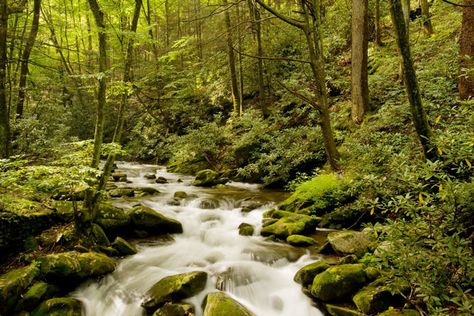 Deciduous forests have at least three layers. The tallest trees make up the canopy. Saplings and shrubs are found in the understory. Ferns, moss, and wildflowers grow on the forest floor.  | Temperate Deciduous Forests | Kids Discover Deciduous Forest Biome, Temperate Deciduous Forest, Deciduous Forest, Mountain Wall Mural, Forest Habitat, Landscaping Images, Gatlinburg Cabins, Cades Cove, Mountain Stream