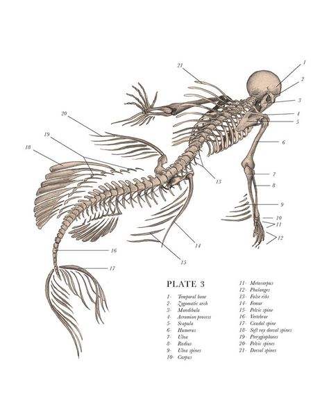 Eric Hudspeth: Mythological Creature Skeletons (PHOTOS) Mermaid Anatomy, The Resurrectionist, Mythological Animals, Mermaid Skeleton, Mermaid Tattoos, Mermaids And Mermen, Mermaid Print, Scientific Illustration, Mythological Creatures