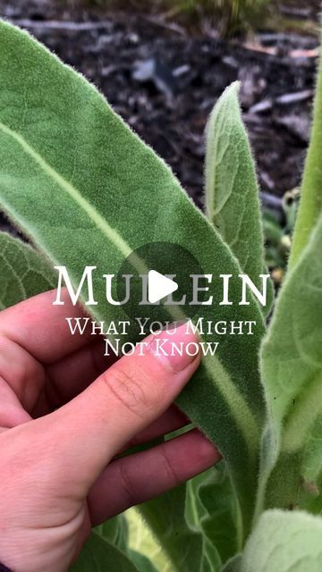 Rooted Remembrance on Instagram: "What’s there not to love about mullein?! 🫶🌿   #herbalmedicine #mullein #herbalism" Mullian Plant, Mullen Herb Benefits, Mullein Benefits, Mullein Plant, Gardening Pots, Herbs Plants, Lung Health, Lungs Health, Healing Herbs