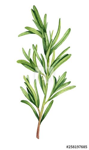 Stock Image: Watercolor rosemary twig illustration Rosemary Plant Illustration, Rosemary Watercolor Painting, Rosemary Drawing, Rosemary Illustration, Rosemary Art, Watercolor Rosemary, Rosemary Tattoo, Herbs Watercolor, Mandala Nature