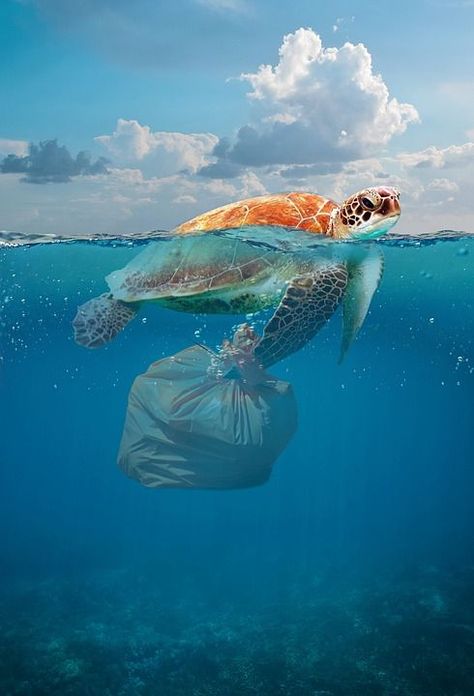 Environmental, Disaster, Pollution, Toxic, Environment Turtle Top, Marine Pollution, Ocean Pollution, Arte Grunge, Responsible Tourism, Environmental Problem, Water Pollution, Environment Day, World Environment Day