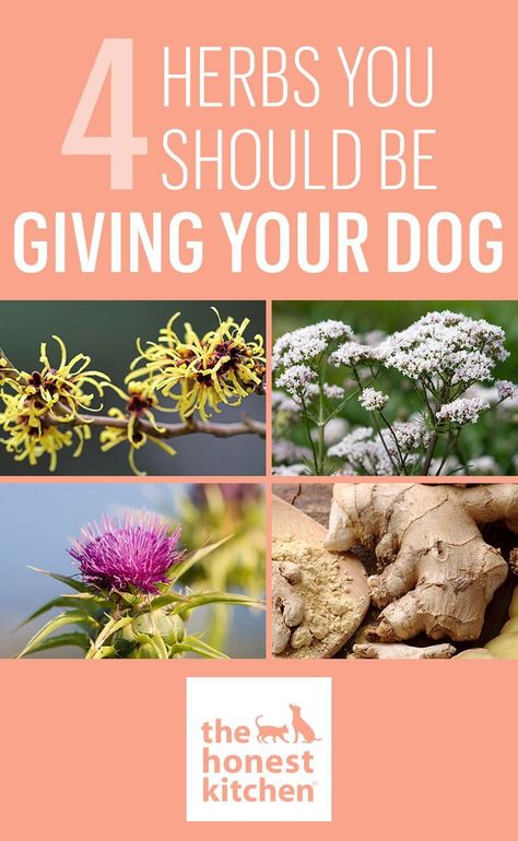 Holistic Dog Care, Meds For Dogs, Natural Pet Care, Wellness Plan, Dog Health Tips, Dog Health Care, Pet Wellness, Herbs For Health, Dog Care Tips