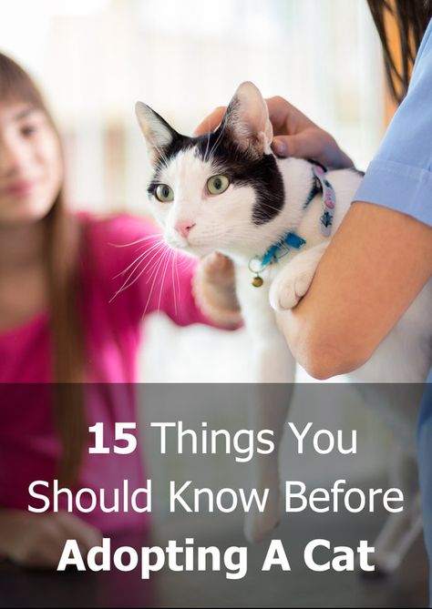 15 Things You Should Know Before Adopting A Cat – TheCatSite Articles Adopting A Cat, Getting A Kitten, Cat Ages, Cat Sitter, Cat Reading, Senior Cat, Owning A Cat, Cat Help, Cat Feeding