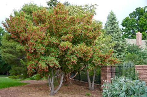 Finally, a list of trees that thrive along Colorado’s Front Range – The Denver Post Acer Tataricum, Colorado Landscaping, Colorado Gardening, Star Plant, Drought Tolerant Trees, Backyard Trees, Denver Botanic Gardens, Tree Garden, Garden Shrubs