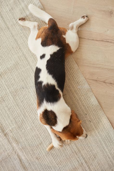 Dog on Wooden Floor Top View by seventyfourimages. Top view at cute beagle dog chewing on treats and toys while lying on wooden floor in home interior #Sponsored #view, #seventyfourimages, #beagle, #cute Dog Lying Down, Dog Top View, Illustration Poses, Pet Brand, Candy Collection, Cute Beagles, Dog Poses, Dog Top, Wooden Floor