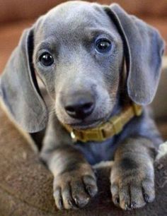 Isabella #dachshund | Dachshund Blue Dachshund, Dachshund Breed, Baby Snoopy, Dachshund Funny, Weiner Dogs, Property Brothers, Weenie Dogs, Puppy Photos, Dachshund Puppies