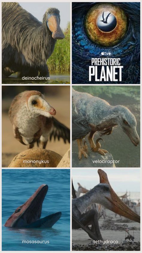 Feathered Raptor, Prehistoric Planet, Prehistoric Animals Dinosaurs, Messi Vs, Dinosaur Pictures, Paleo Art, Extinct Animals, Prehistoric Creatures, Prehistoric Animals