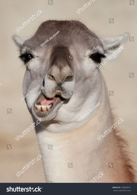 This photo was sold today @ Shutterstock Llama (Lama glama) with a funny face expression https://www.shutterstock.com/da/image-photo/llama-lama-glama-funny-face-expression-518893873 Funny Face, Face Expressions, Funny Faces, Llama, Eyelashes, Photo Image, Funny, Animals, Quick Saves