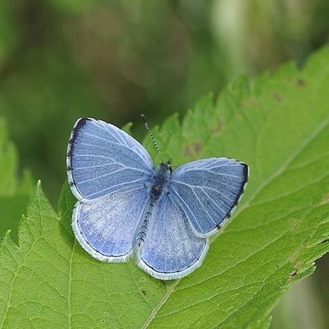 Spring Azure Butterfly, Lycaenidae Butterfly, Summer Azure Butterfly, Small Blue Butterfly, Azure Butterfly, White Moths, Small Butterflies, Kibbe Romantic, Butterfly Family