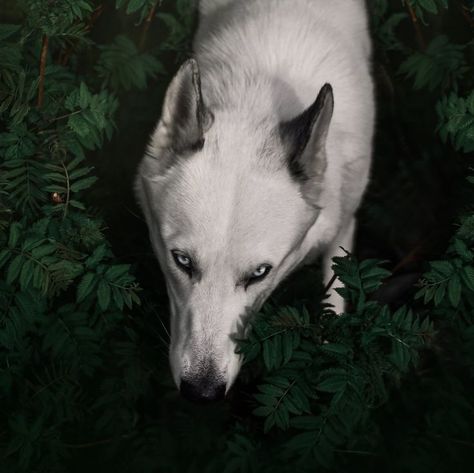 White wolfdog (WINTER WHITE WOLF DEMON) with blue eye in forest #wolfdog #wolf #dog #lowcontent #lowcontentwolfdog Wolfdog Aesthetic, Wolf Demon, Wolf Poses, Irish Setter Dogs, Wolf Images, Dog Poses, Dire Wolf, Silly Dogs, Bad Dog