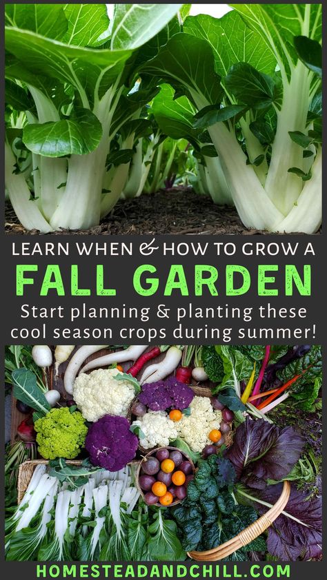 The fall and winter garden is our favorite garden of all! Cabbage, carrots, cauliflower and more... Come learn when and how to start a fall garden (with planting calendars for every growing zone!) along with tips to extend your growing season. Get inspired and see the full list of cool season vegetable varieties we are growing in our garden this fall. #gardentips #gardening #urbanhomestead #urbanfarming #homestead Winter Vegetables Gardening, Tattoo Plant, Homestead Gardens, Garden Hacks, Fall Vegetables, French Country Garden, Fall Garden Vegetables, Winter Vegetables, Meteor Garden 2018