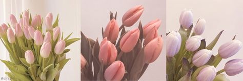 Tulips Cover Photo Facebook, Tulips Desktop Wallpaper, Tulips Header, Pinterest Banner, Fb Background, Twt Header, Fb Cover Photos, Tulips Art, Banner Ideas