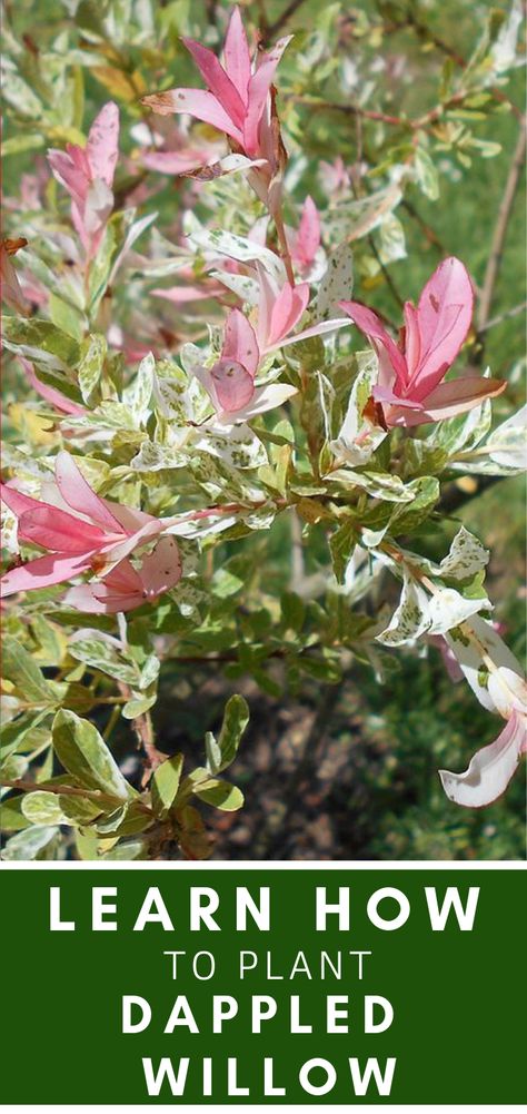 Willow Bush Landscape, Variegated Willow Shrub, Willow Bush Plants, Dapple Willow Bush, Dappled Willow Tree Landscape, Flamingo Willow Shrub, Japanese Willow Shrub, Tri Color Dappled Willow Shrub, Tri Colored Dappled Willow