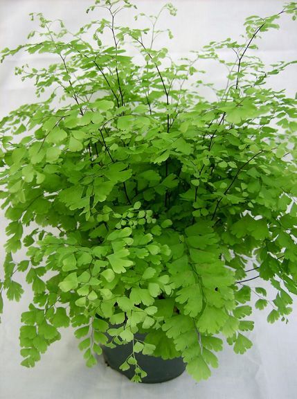 Container Gardening Ideas, Falling Waters, Maidenhair Fern, Ferns Garden, Asparagus Fern, Inside Plants, Fern Plant, Slouchy Tee, Indoor Gardens