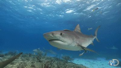 via GIPHY Shark Pics, Shark Gif, Swimming Gif, Tiger Sharks, Types Of Sharks, Shark Fish, Species Of Sharks, So Hungry, Bull Shark