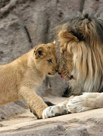 lion cub dad daddy head bump nuzzle cute Lion Cubs, Nosara, Lion Love, Father Son, Big Cat, The Zoo, Animal Planet, Animal Photo, Beautiful Cats