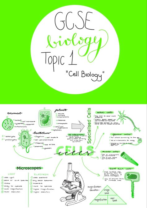 Visit the link to get access to the full topic materials.*  GCSE Topic 1 Cell Biology  - Condensed from reliable sources into aesthetic notes. - Notes which allowed me to work at a grade 9 level throughout year 11. - Hand-drawn diagrams to aid visual learning and keep the learner engaged. - PDFs of digital notes. Gcse Biology Revision Notes, Cell Poster, Biology Revision Notes, Gcse Biology, Biology Revision, Reliable Sources, Gcse Revision, School Book Covers, Stem Cell Research