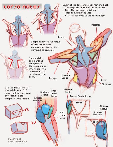 Back and Back! Draw Torso, Drawing Advice, Male Figure Drawing, Anatomy Tutorial, Human Anatomy Drawing, Human Figure Drawing, Charcoal Drawings, Human Anatomy Art, Anatomy Sketches