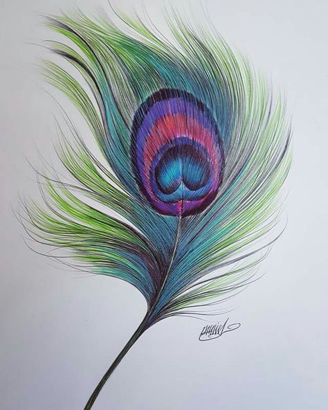 Feather Art Painting, Peacock Feather Drawing, Feather Artwork, Feather Drawing, Color Pencil Sketch, Peacock Wall Art, Graphic Design Cards, Colored Pencil Artwork, Peacock Painting