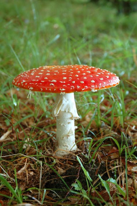 Eladrin Elf, Red And White Mushrooms, Beautiful Mushrooms, White Button Mushrooms, Red And White Mushroom, Mushroom Stock, White Mushroom, Elf Druid, Amanita Muscaria