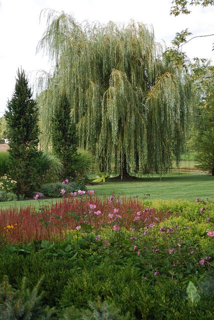 Golden Weeping Willow (Salix alba 'Tristis')  Be careful where you plant willows.  Plant well away from utility lines due to their aggressive root systems. Willow Trees Garden, Tattoo Plant, Salix Alba, Weeping Willow Tree, Big Backyard, Weeping Willow, Foto Art, Willow Tree, Beautiful Tree