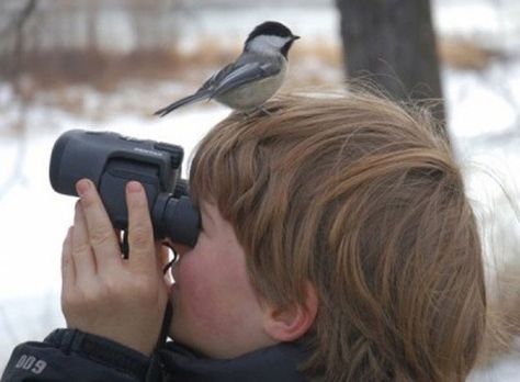 Chickadee on boy's head Funny Bird Pictures, Youre Doing It Wrong, Bird Watcher, Funny Birds, Bird Pictures, Beanie Babies, Bird Photo, Little Birds, Best Funny Pictures