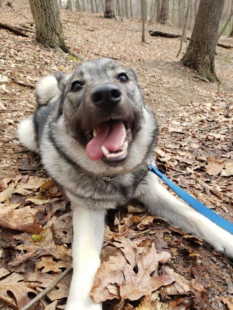 Aksel, the Norwegian Elk Hound - Strong runner, strong hunter, strong cuddlier. #georgetowndogs #dogsofgeorgetown #dcdogs #georgetown #dogrunner #dogadventures #dogfitness #doggydaycare #doghikes #pantandwag #NorwegianElkHound Norwegian Elk Hound, Norweigen Elkhound, Strong Runner, Norwegian Elkhound, Hound Puppies, Dog Exercise, Pretty Animals, G Adventures, Dog Daycare