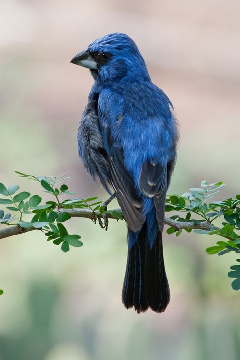 Ultramarine Grosbeak, eastern & central South America All Birds, Bird Pictures, The Zoo, Pretty Birds, Bird Photo, Colorful Birds, Animal Planet, Birds Of Paradise, Bird Lovers