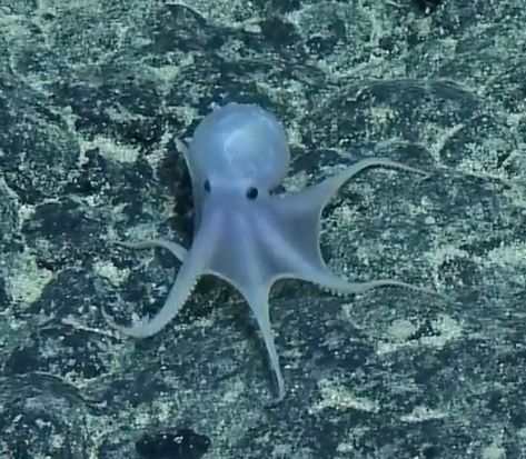 Watch sea explorers come across "Casper the Friendly Octopus", an adorable Casper Octopus who is reminiscent of the Casper the Friendly Ghost cartoon character. This little guy was found 2,300… Friendly Octopus, Octopus Gif, Sea Explorer, Wide Set Eyes, Monterey Bay Aquarium, Deep Sea Creatures, Ghost Cartoon, Casper The Friendly Ghost, Friendly Ghost